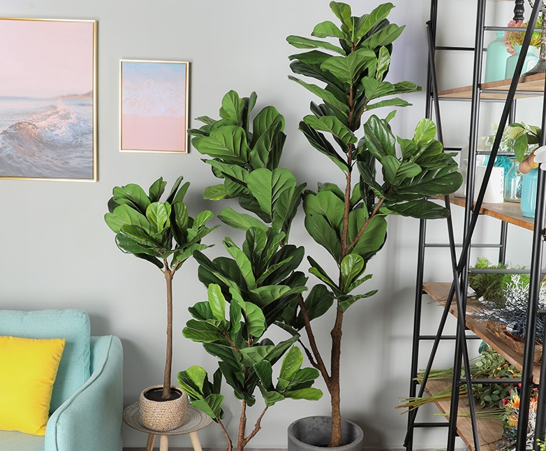 cay bang singapore - Những loại cây xanh giúp thanh lọc không khí trong nhà
