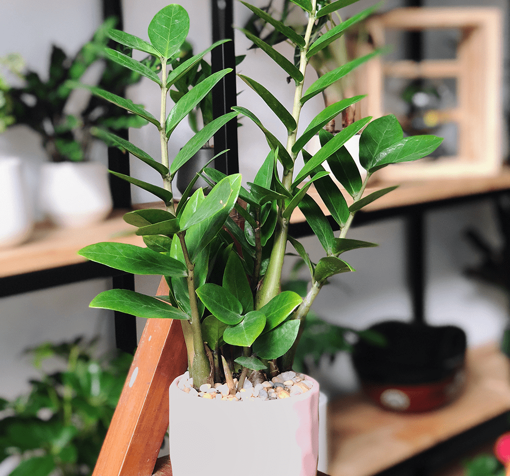 cay cao su - Những loại cây xanh giúp thanh lọc không khí trong nhà
